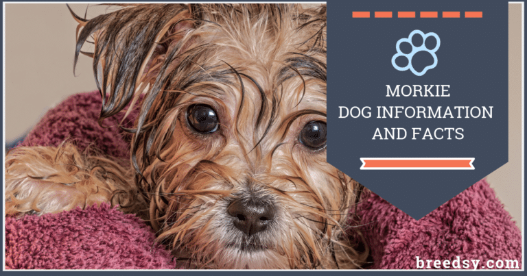Morkie Dogs: 6 Important Facts, Information and Morkie Puppy Pictures