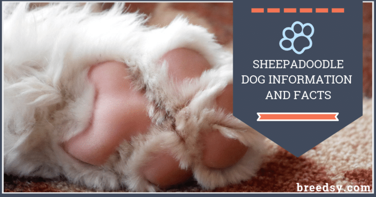 Sheepadoodle Dogs: Ultimate Guide with Fun Facts and Puppy Pictures