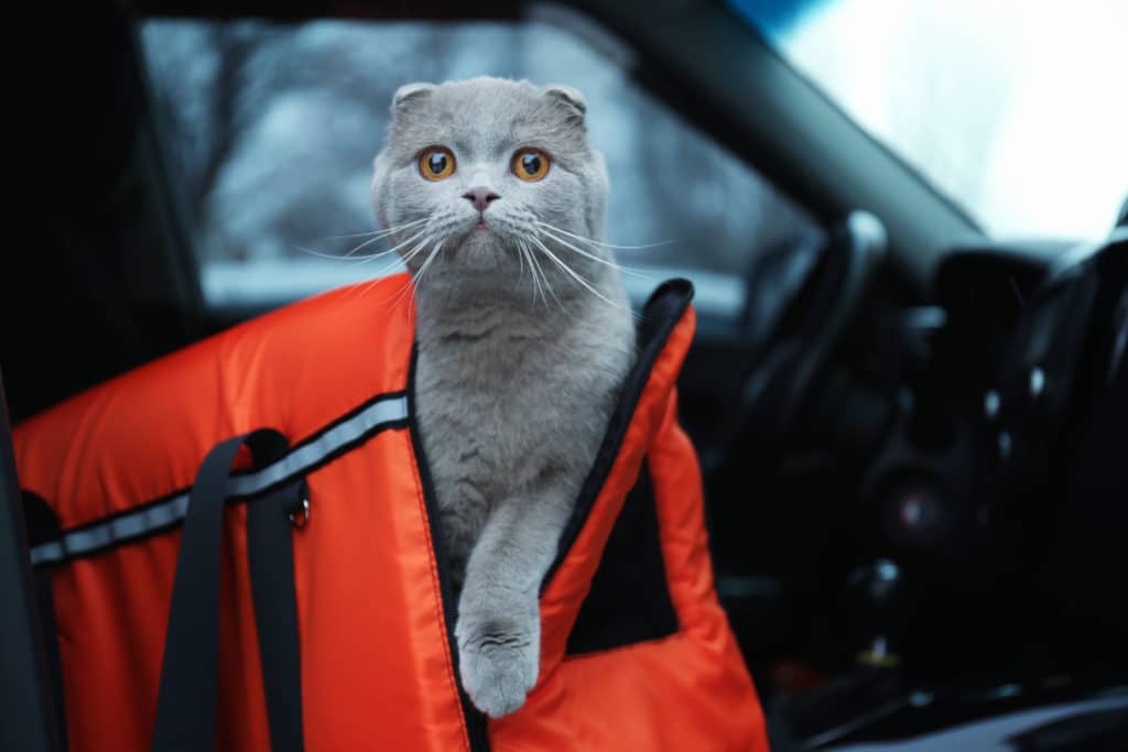 Cat Carrier in the Car