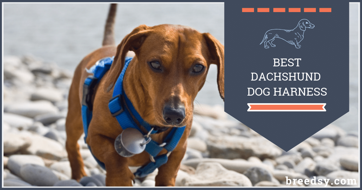 6 Best Harnesses for a Dachshund Our 2019 Dachshund