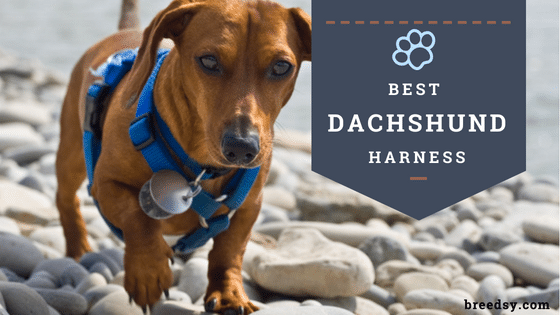 2018 Guide to Finding the Best Harness for a Dachshund
