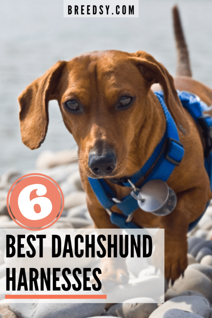 Picks for the Best Overall Harness for Dachshunds