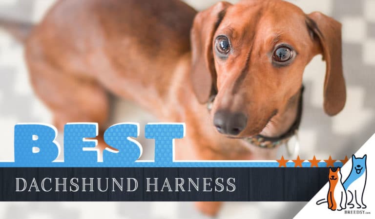 7 Best Harnesses for a Dachshund: Our 2022 Dachshund Harness Guide