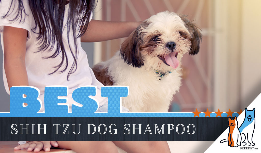6 Best Shampoos For A Shih Tzu 2020 Buyers Guide