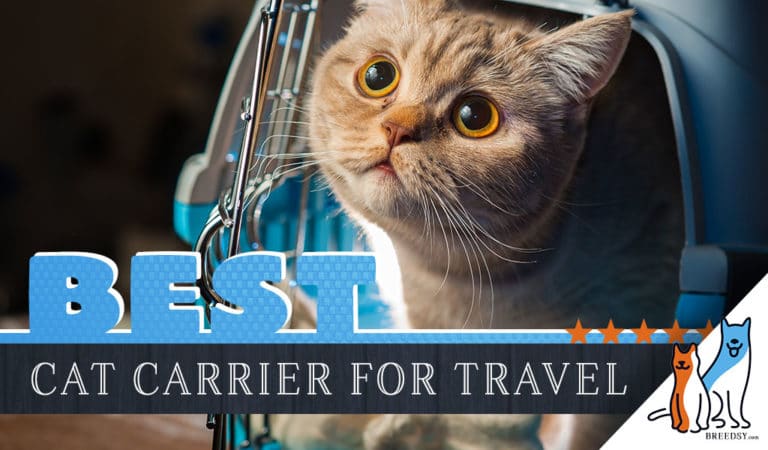 7 Best Cat Carriers: Our 2022 Cat Carrier Buying Guide