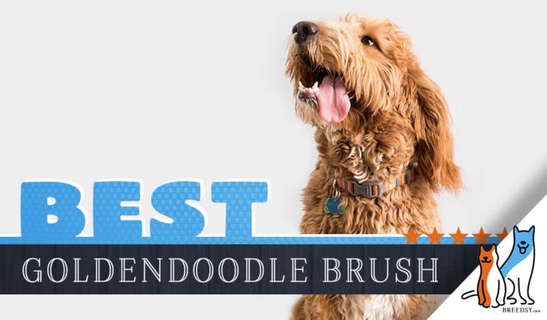 6 Best Brushes for a Goldendoodle: Our 2022 Doodle Brush Guide