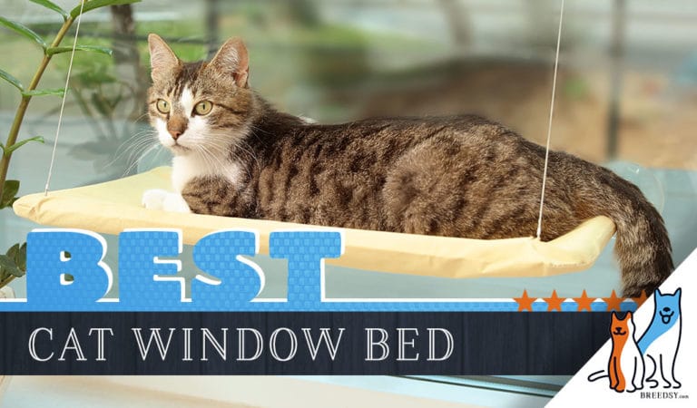 6 Best Cat Window Beds Of 2022: A Buyer’s Guide