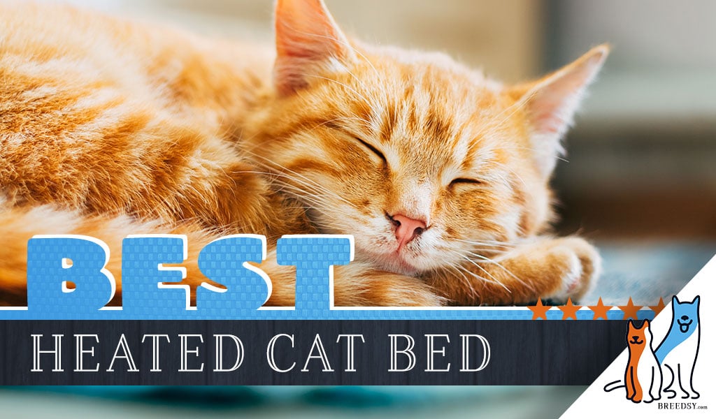 Best Heated Cat Bed for Your Cat - Our 2020 Guide