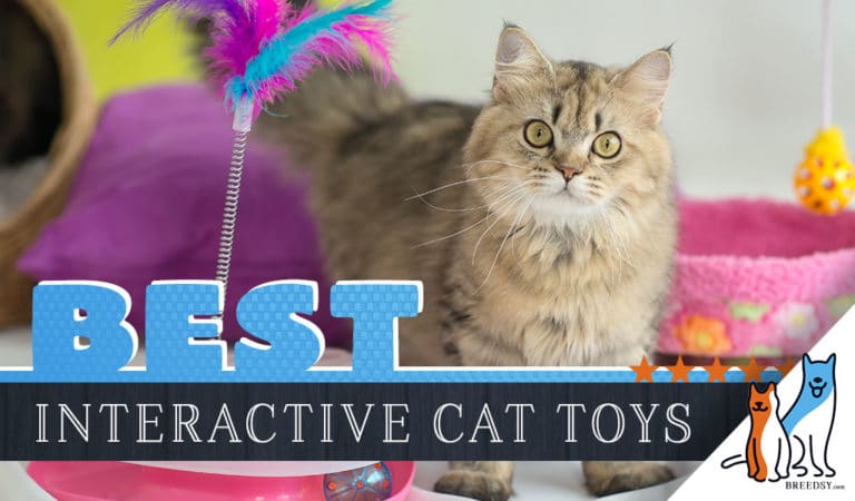 Our 2023 Guide to Picking the Best Interactive Cat Toys