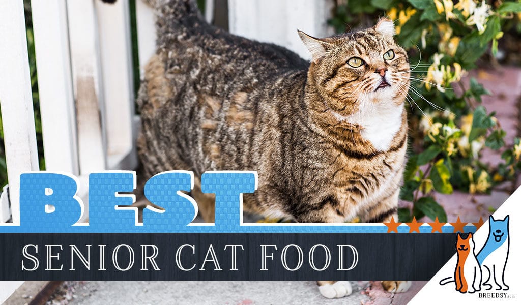 Our 2019 Guide to Picking the Best Senior Cat Food for ...