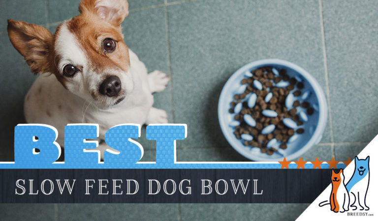 6 Best Slow Feed (Maze) Dog Bowls for Fast Eaters