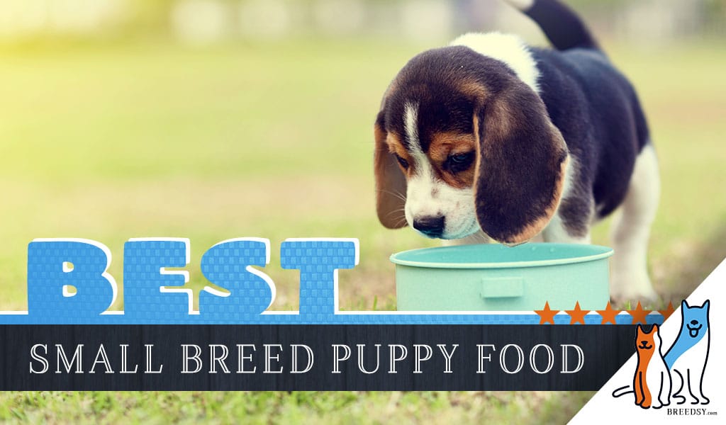 5 Best Small Breed Puppy Foods with our 