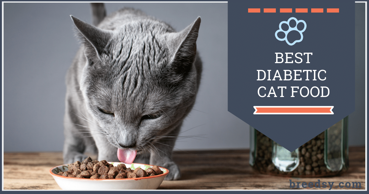 Best Cat Food For Diabetic Cat