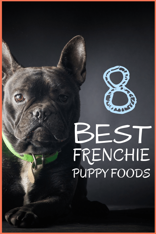 best puppy foods to feed a french bulldog puppy