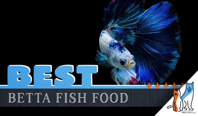 4 Best Betta Fish Foods with Our 2022 Betta Feeding Guide