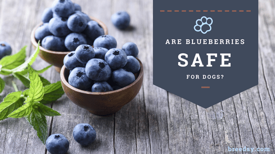 Blueberries – an Amazing Superfood Your Dog Will Love