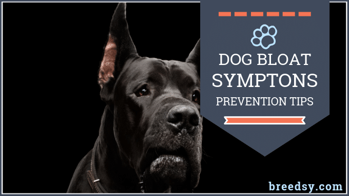 Bloat in Dogs: Signs, Symptoms and Prevention Tips