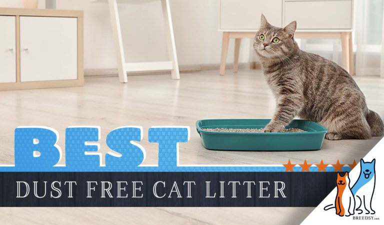 8 Best Dust Free Cat Litters: Our Top Rated Picks for 2022