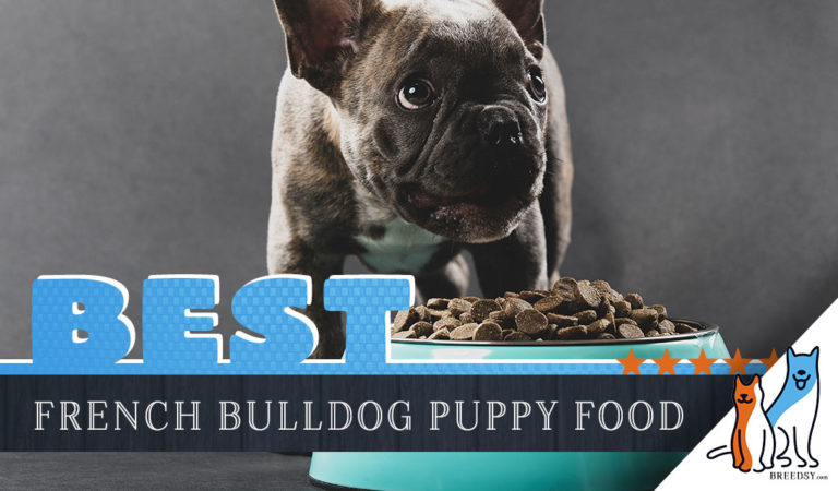 8 Best Foods for a French Bulldog Puppy with Our Most Affordable Pick