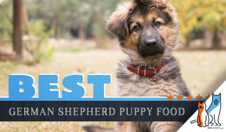 10 Best German Shepherd Puppy Foods and Most Affordable 2022 Pick