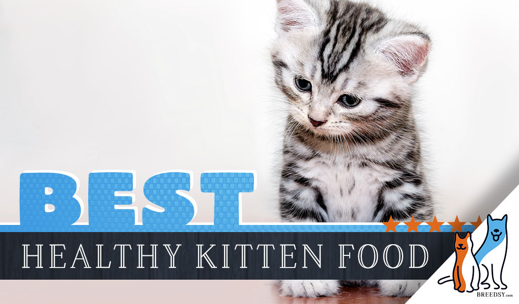 best kitten dry food