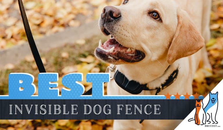 5 Best Invisible (Underground) Dog Fences with our Installation Guide