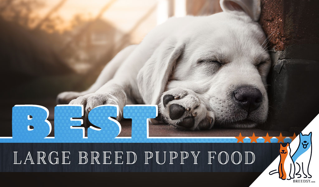 best puppy food for large breeds 2018