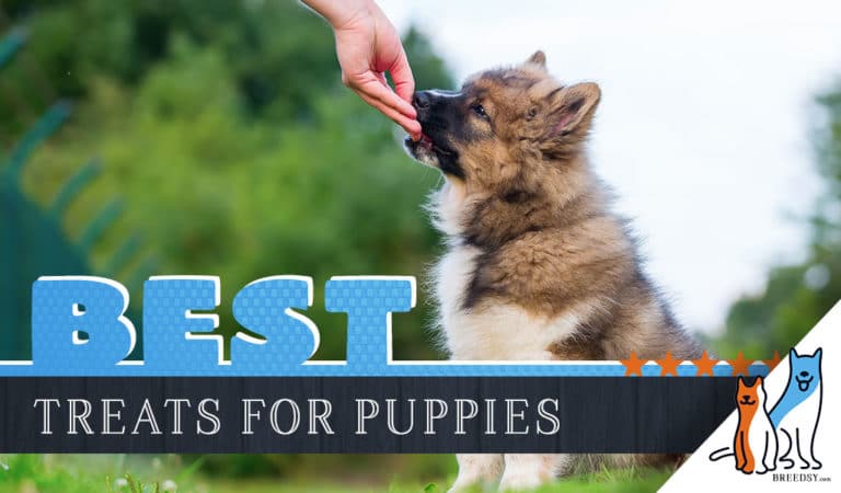 10 Best Puppy Treats with our 2023 Most Affordable Pick