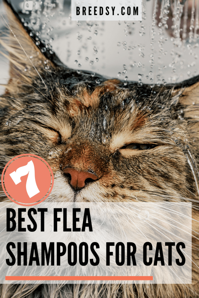 7 Best Shampoos for Cats with Fleas