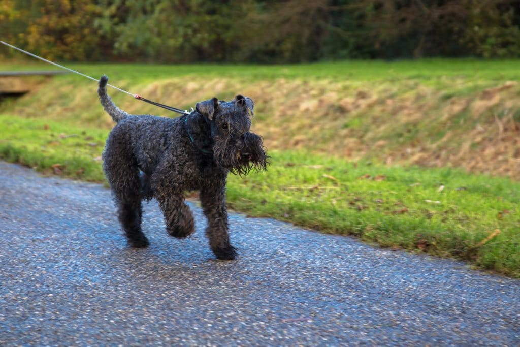 Kerry Blue Terrier Doesn't Shed