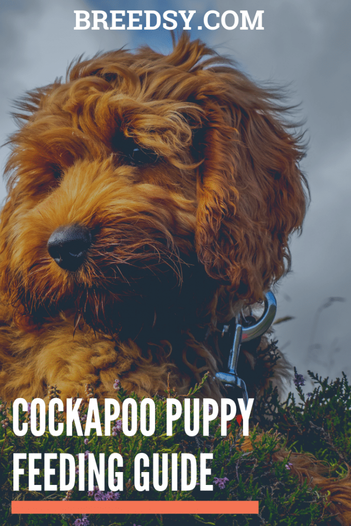 Cockapoo Puppy Feeding Guide