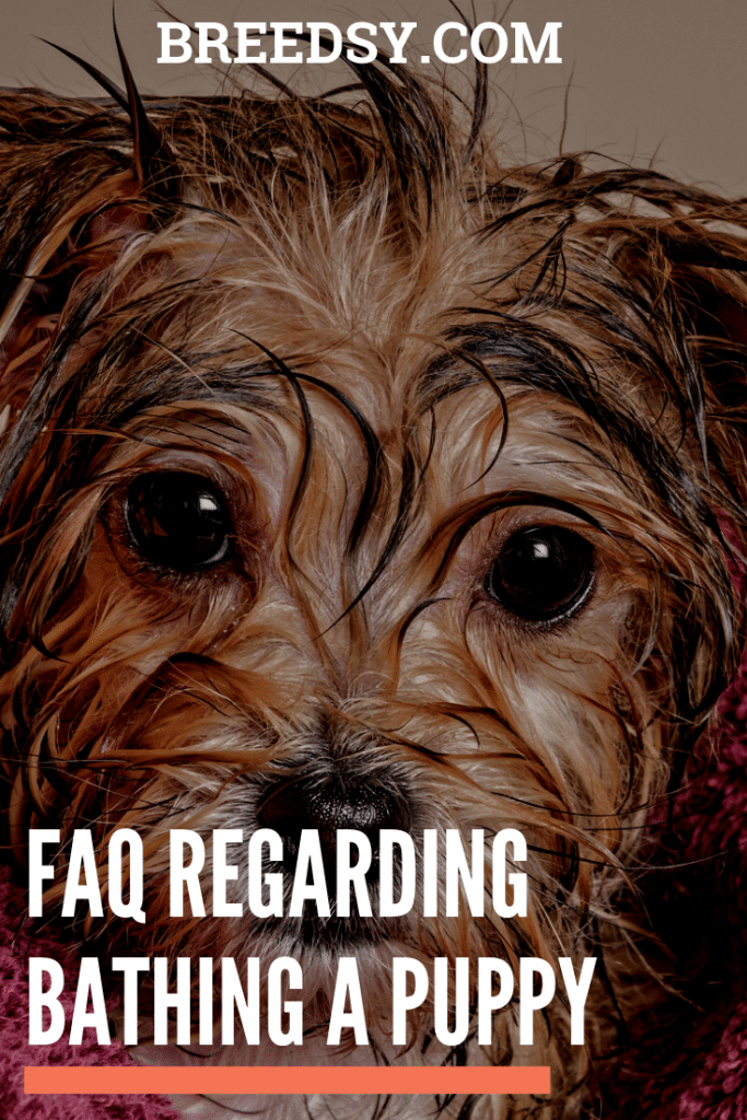 FAQ Regarding Bathing a Puppy