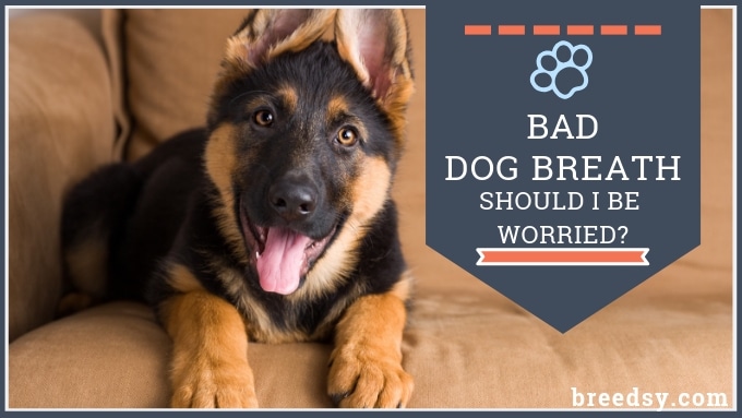 Dog Bad Breath – Should You Be Worried?