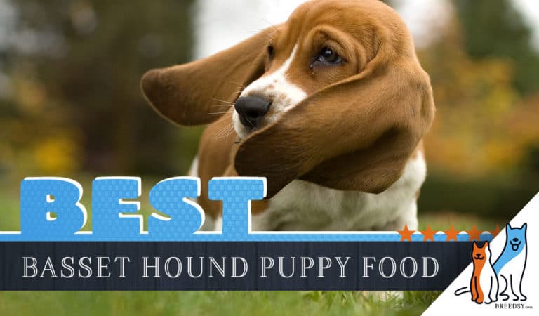 The 9 Best Basset Hound Puppy Foods with Our Most Affordable Pick