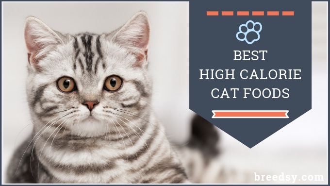 8 Best Dry Cat Food For Weight Loss To Help Your Cat Gain A Fit