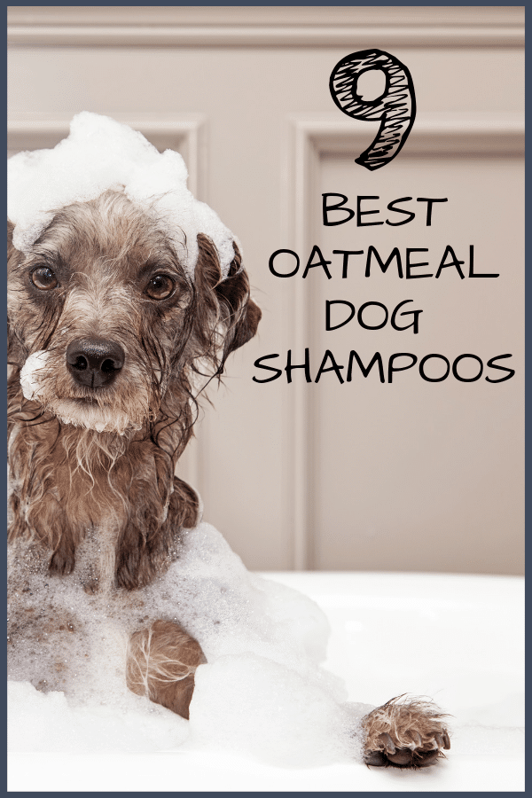 best dog shampoos that contain oatmeal