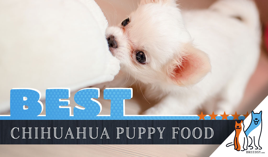 best food for chihuahua 2019