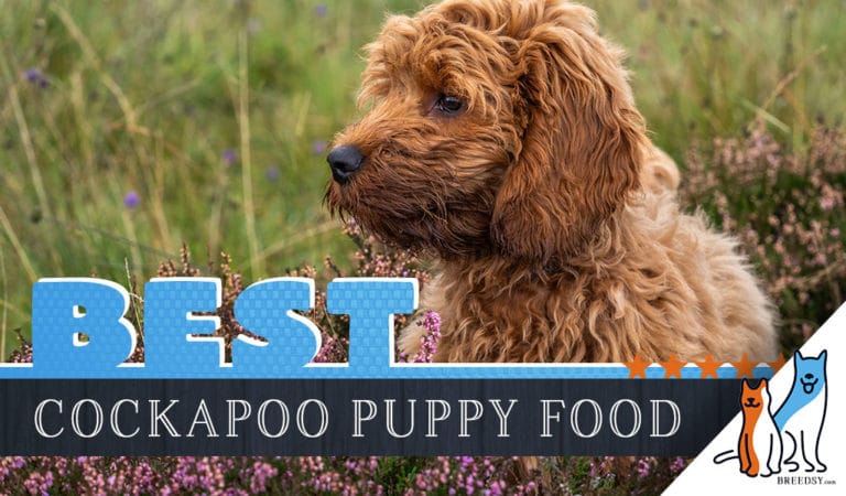 The 8 Best Cockapoo Puppy Foods with Our 2022 Most Affordable Pick