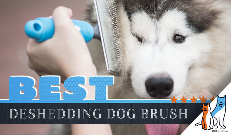 8 Best Dog Deshedding Brushes, Combs and Tools: Our 2022 Guide