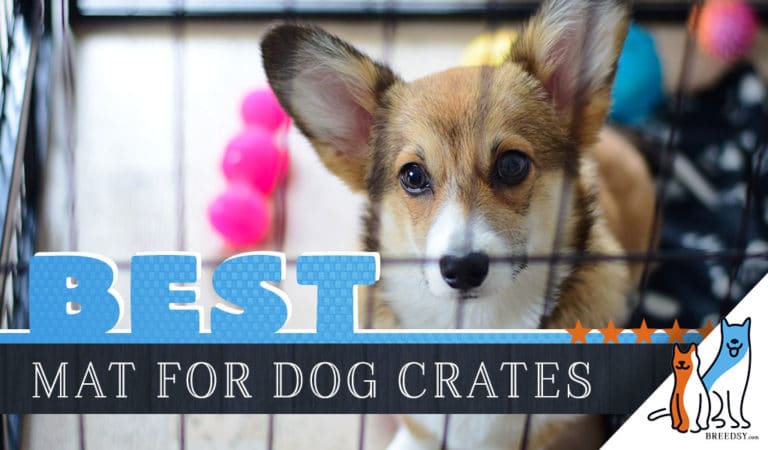 8 Best Dog Crate Mats: Our Affordable, Indestructible & Waterproof Picks
