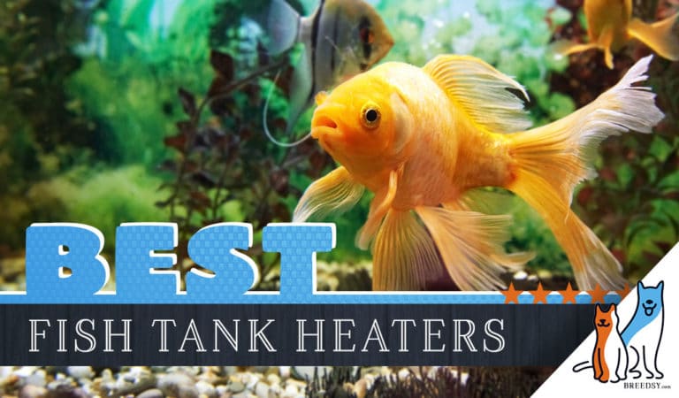 7 Best Aquarium Heaters with Our Large and Small Tank Picks