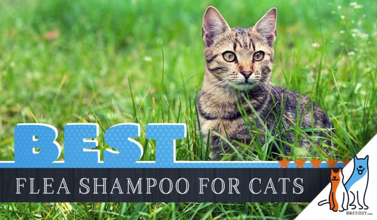7 Best Flea Shampoos for Cats: Our 2022 Guide