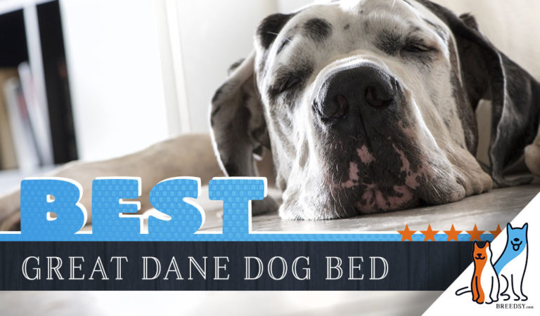 7 Best Great Dane Beds with our Affordable and Indestructible Pick