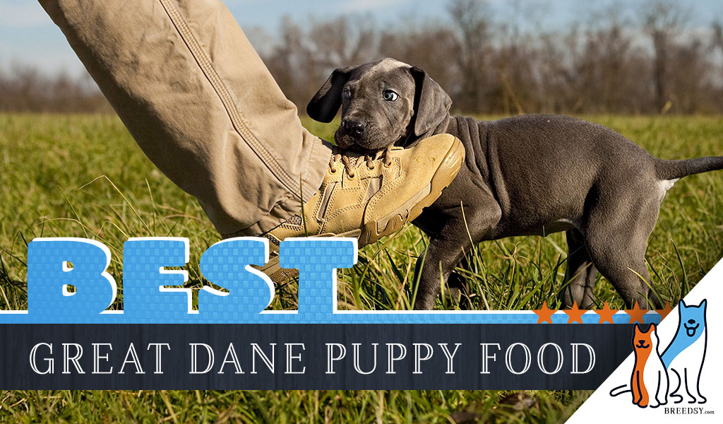 taking care of a great dane puppy