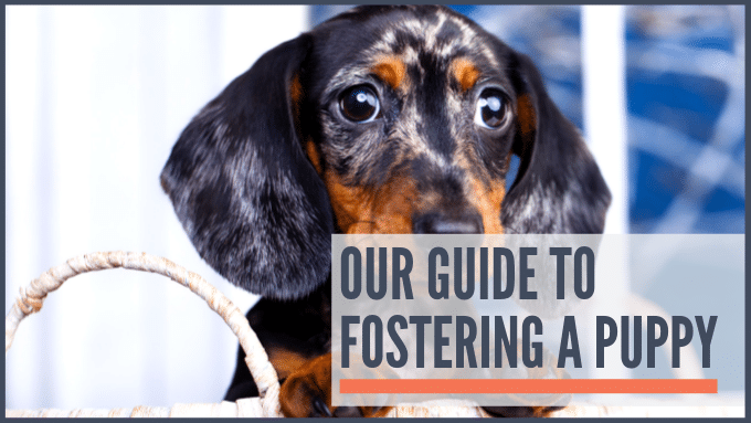 guide to fostering a puppy