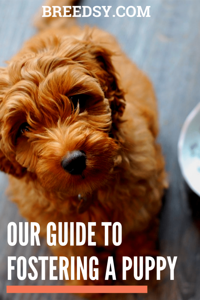 guide to fostering a puppy
