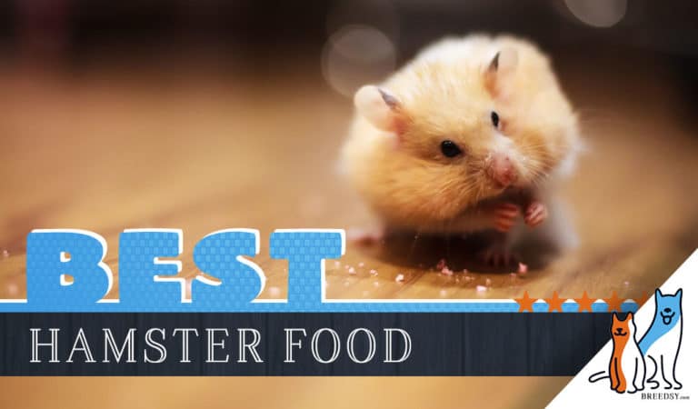 7 Best Hamster Foods with Answers to FAQs regarding Hamster Food
