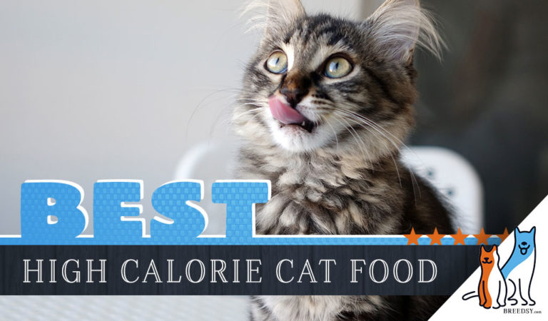 7 Best High Calorie Cat Foods: Our Guide to Help Cats Gain Weight Safely
