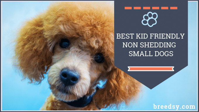kid friendly small non shedding dogs