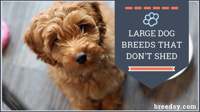 large dog breeds that don't shed